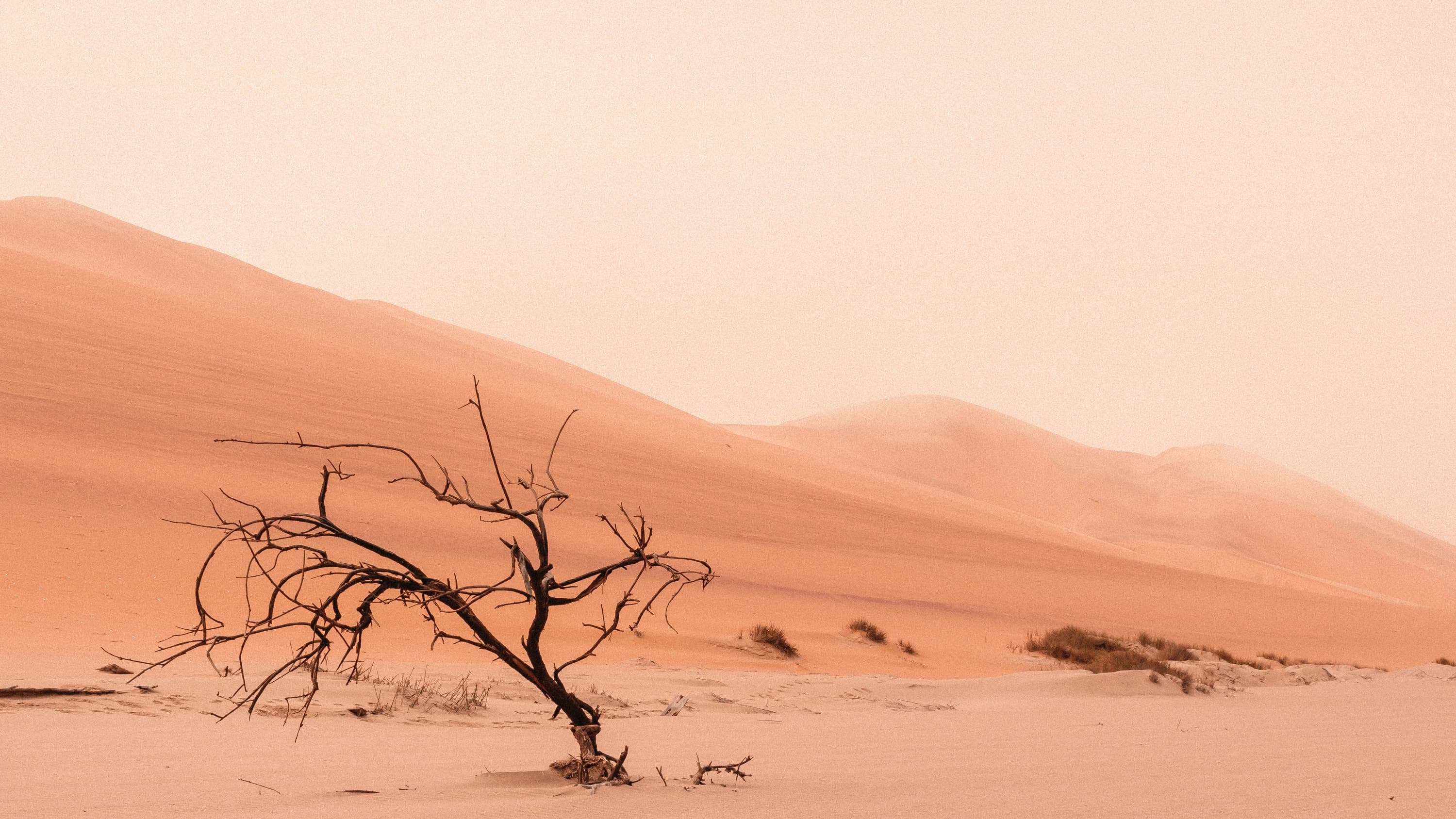 Photo de désert avec un arbre mort